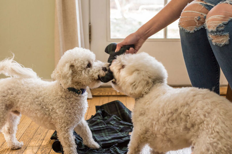 DIY Projects That Repurpose Your Ex’s Stuff Make Galentine’s Day Even Better Dog toy