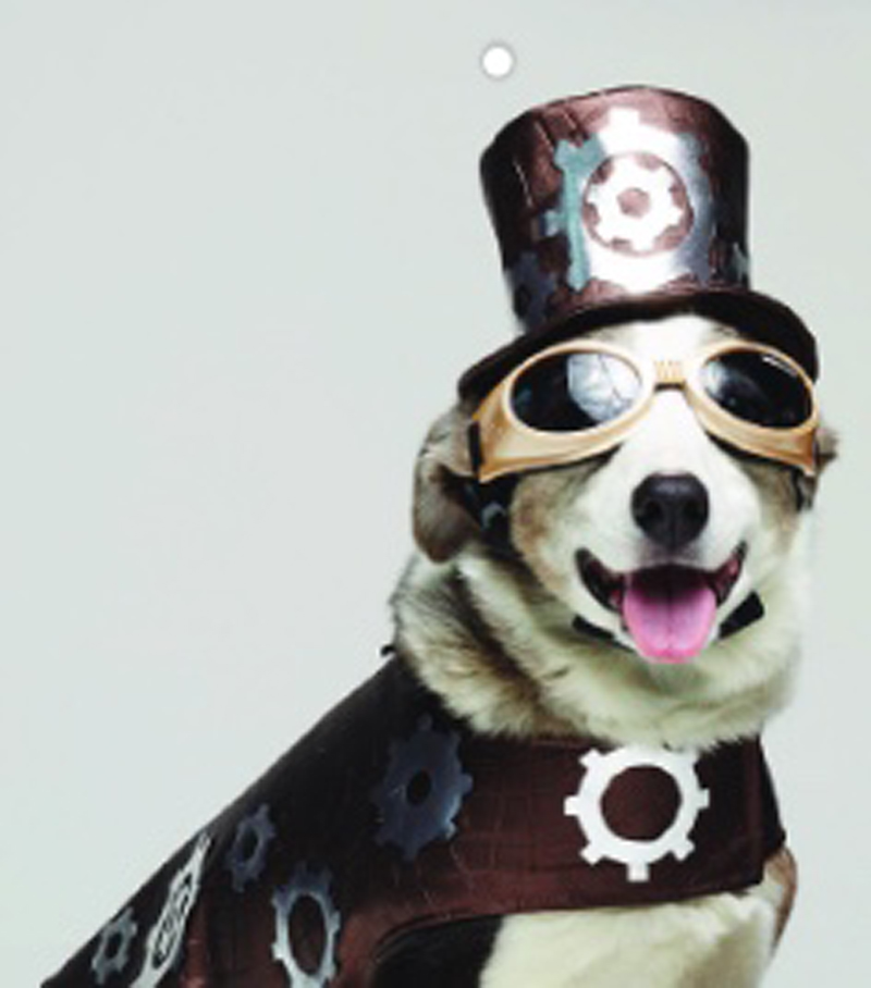 Fur Baby Fun: DIY Halloween Pet Costume Ideas Halloween Pet Costume Ideas