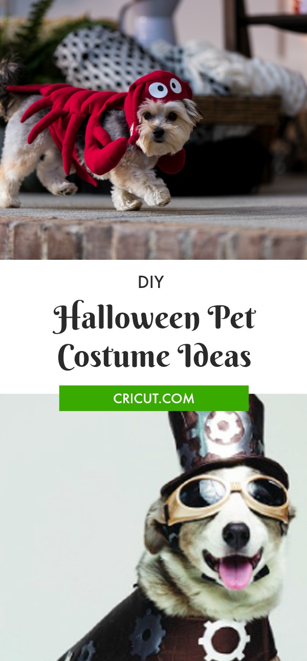 Fur Baby Fun: DIY Halloween Pet Costume Ideas Halloween Pet Costume Ideas